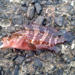 ノープラン釣行